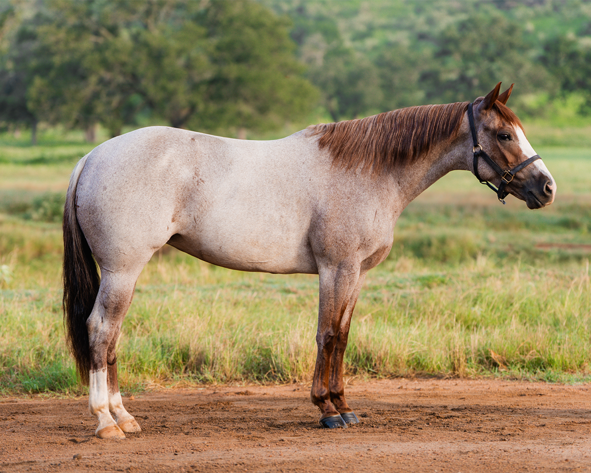 Reba Right – Reliance Ranches